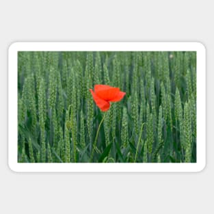 Poppy in Wheat Field Sticker